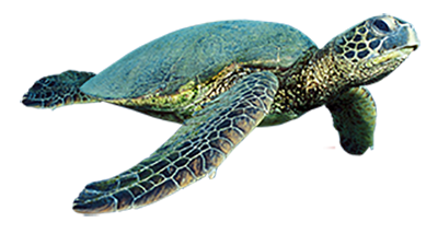 turtle2