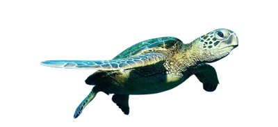 turtle3
