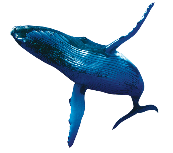 whale1