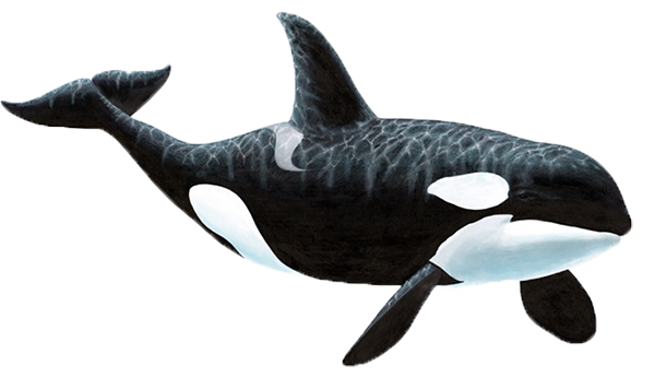 whale2